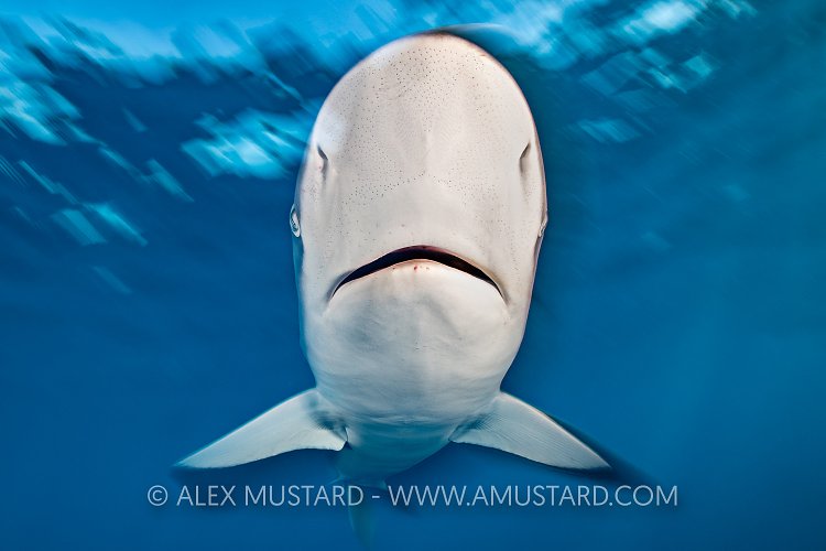 Symmetrial Silky Shark Blur, Cuba
