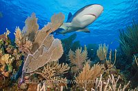 Reef Shark Over Reef, Cuba