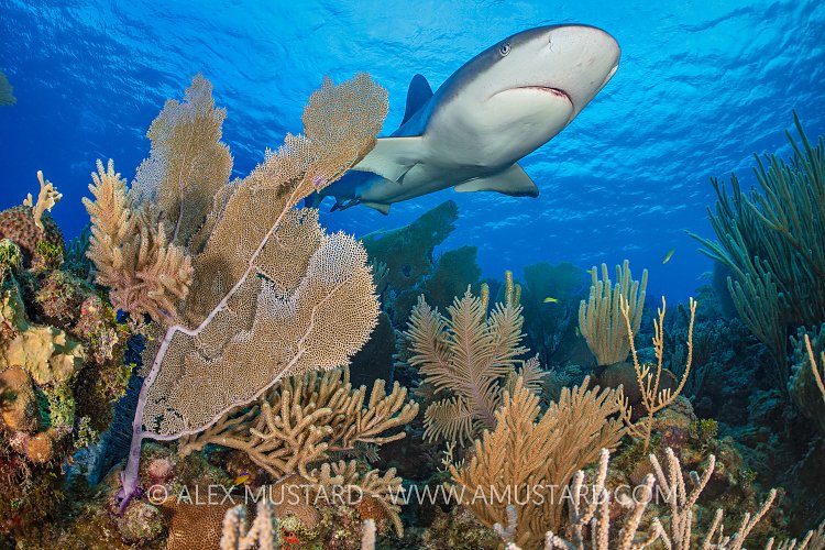 Reef Shark Over Reef, Cuba