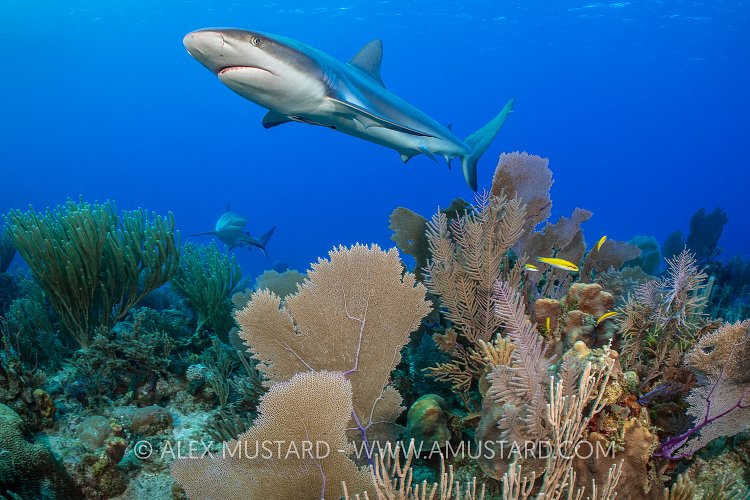 Reef Sharks Over Reef, Cuba