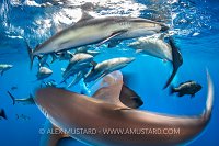 Silky Shark Melee, Cuba