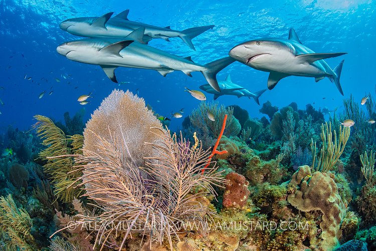 Sharks Over Reef, Cuba