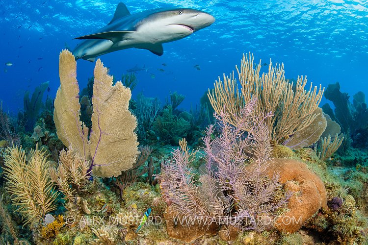 Reef Scene With Shark, Cuba