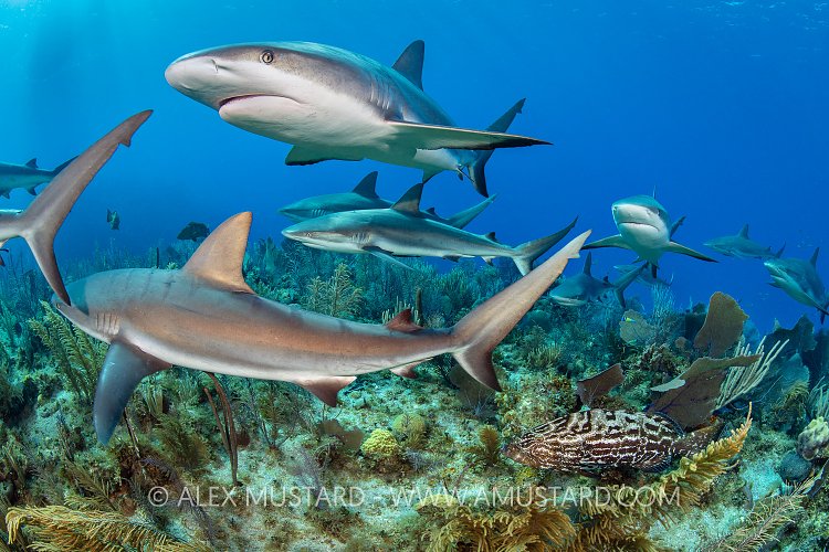 Reef Sharks Over Reef, Cuba