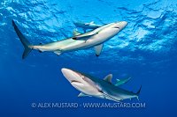 Silky Shark Layers, Cuba