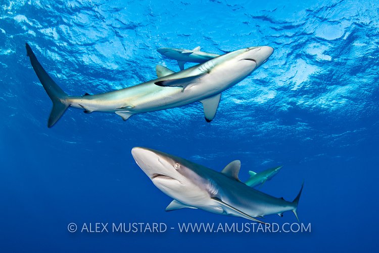 Silky Shark Layers, Cuba