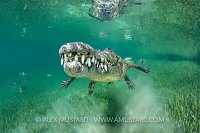 Crocodile Over Sea Grass, Cuba
