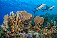 Sharks Over Reef, Cuba