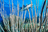 Shark Through Coral, Cuba