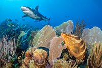 Shark Watching, Cuba