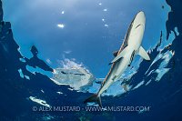 Silky Shark, Cuba