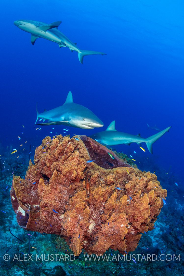 Sharks Over Sponge, Cuba