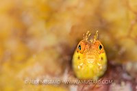 Golden Roughhead Blenny, Cuba