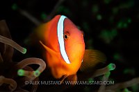 Tomato Clownfish, Philippines