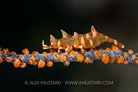 A dragon shrimp (rhino shrimp: Micropandalus hardingi) living on a sea whip on a coral reef. Dauin, Dauin Marine Protected Area, Dumaguete, Negros, Philippines. Bohol Sea, tropical west Pacific Ocean.