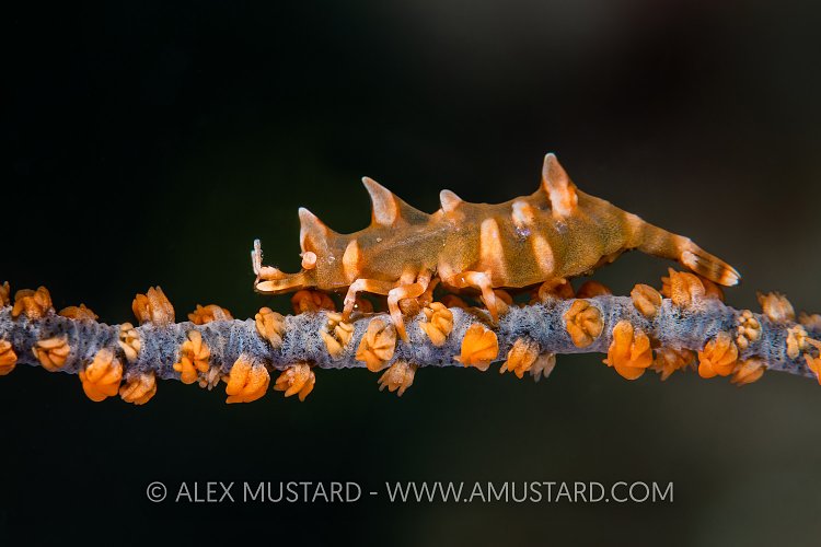 A dragon shrimp (rhino shrimp: Micropandalus hardingi) living on a sea whip on a coral reef. Dauin, Dauin Marine Protected Area, Dumaguete, Negros, Philippines. Bohol Sea, tropical west Pacific Ocean.
