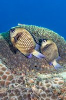 Mating Damselfish, Philippines