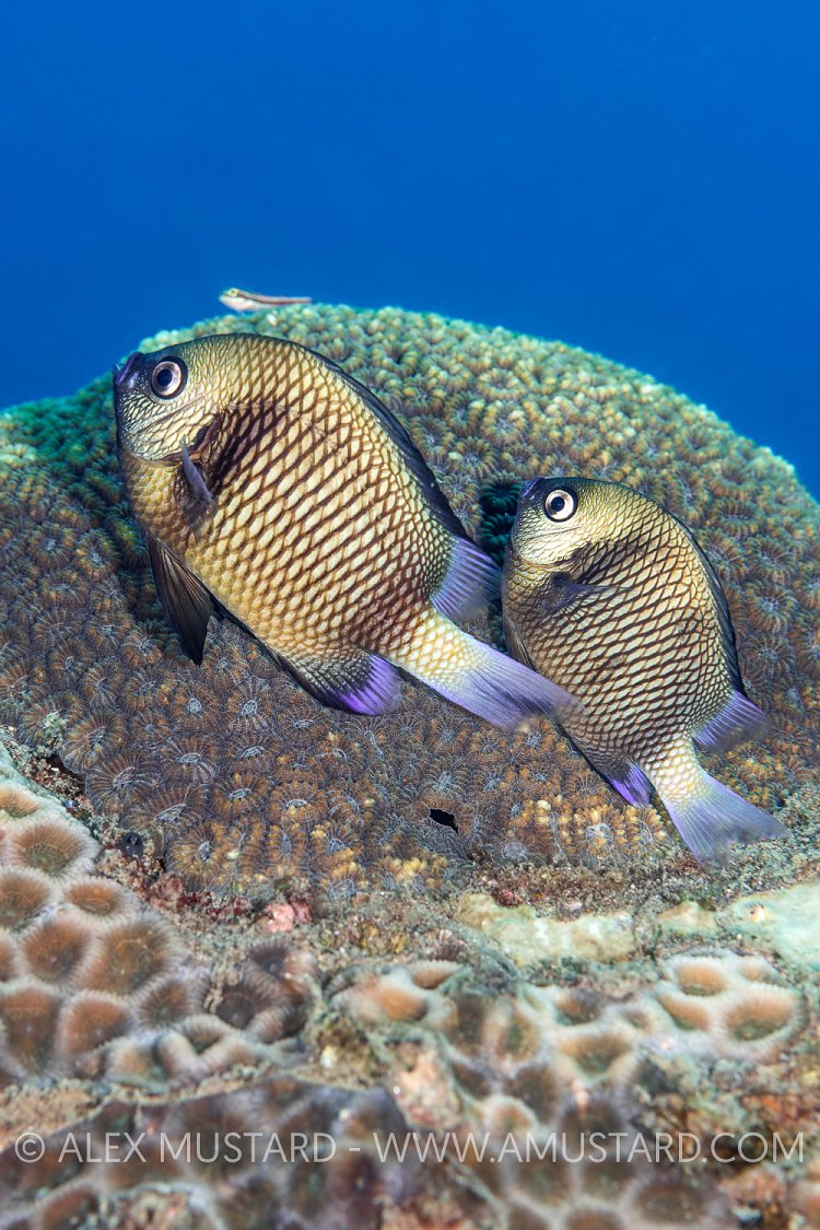 Mating Damselfish, Philippines