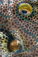 Scrawled Details, Indonesia