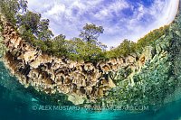 Coral Reflections, Indonesia