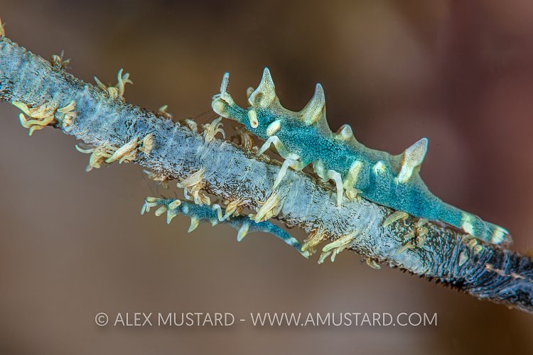 Dragon Shrimps, Indonesia