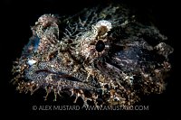 Toadfish Portrait, Australia