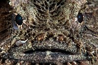 Toadfish Portrait, Australia