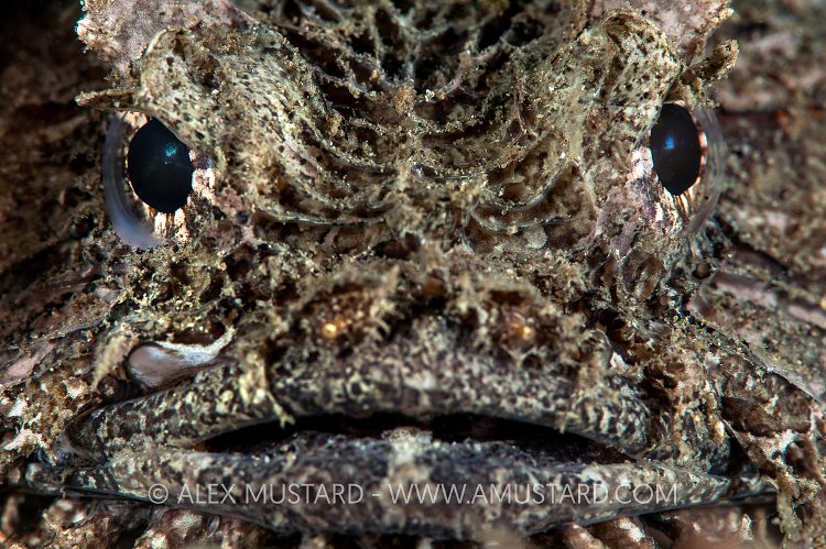 Toadfish Portrait, Australia