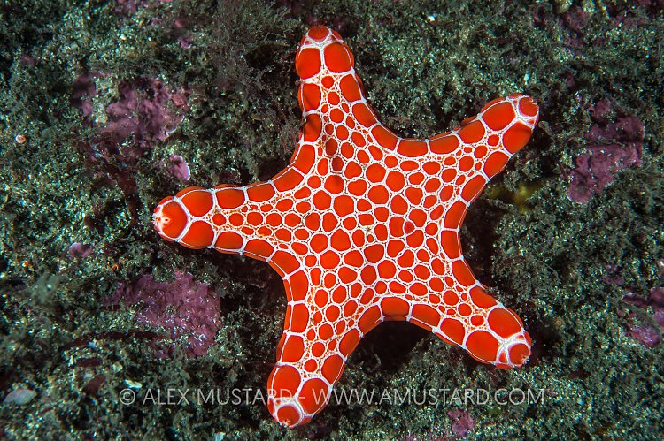 Starfish, Australia