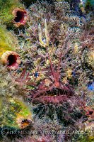 Tassled Anglerfish, Australia