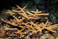 Staghorn Coral Spawning, Cayman Islands