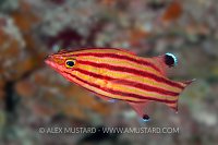 Peppermint Basslet, Cayman Islands