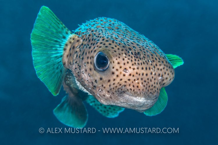 Porcupinefish Portrait, Cayman Islands