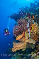Diver On Wall, Cayman Islands