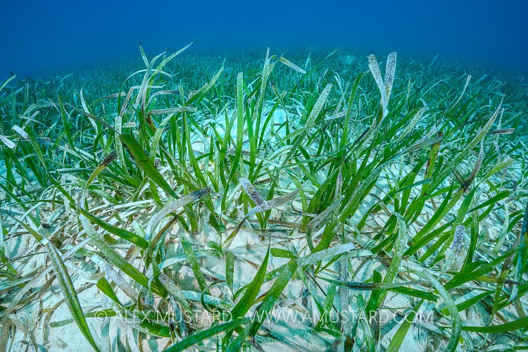Seagrass Meadow, Cayman Islands