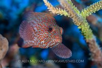 Graysby Portrait, Cayman Islands