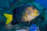 Damselfish On Reef, Cayman Islands