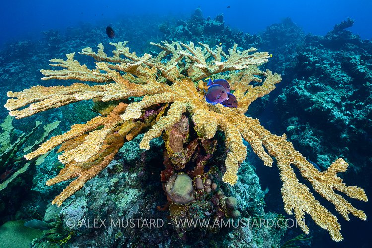 Elkhorn Cleaning Station, Cayman Islands