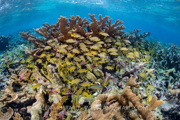 A mixed school of bluestriped grunts (Haemulon sciurus), french grunts (Haemulon flavolineatum) and schoolmasters ( Lutjanus apodus) shelter in elkhorn corals (Acropora palmata) growing in shallow water. Jardines de la Reina, Gardens of the Queen National Park, Cuba. Caribbean Sea.