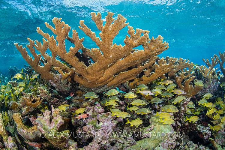 Elkhorn Dormitary, Cuba