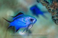 Chromis With Hitchhiker, Cuba