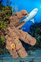 Shark Over Sponge, Cuba
