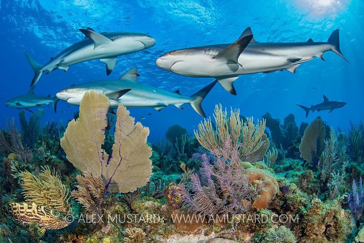 Reef Sharks Over Reef, Cuba