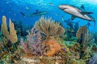Reef Sharks Over Reef, Cuba