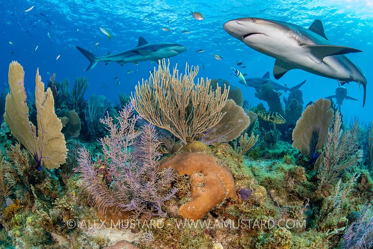 Reef Sharks Over Reef, Cuba