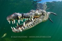 Crocodile Smile, Cuba