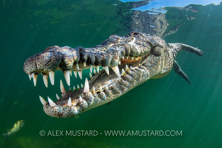Crocodile Smile, Cuba