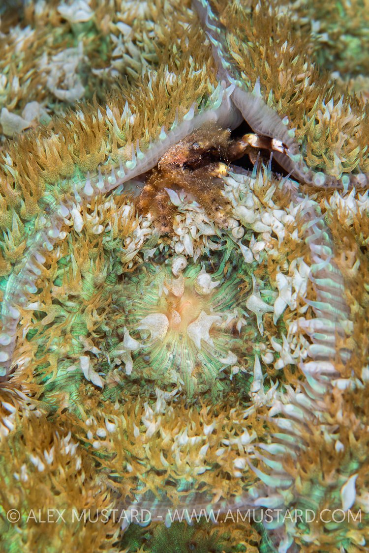 Clinging Crab In Anemones. Cuba
