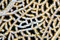 Nudi Feeds on Fan, Cuba