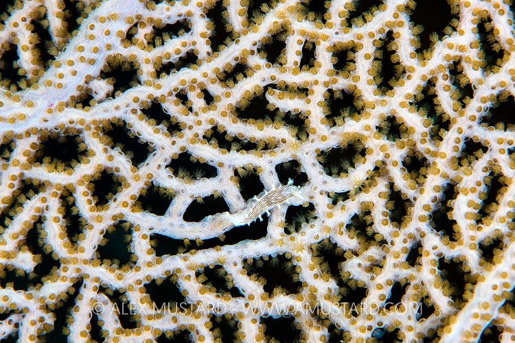 Nudi Feeds on Fan, Cuba